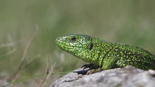 a Small Green Lizard on Green Bushes