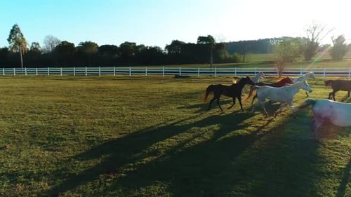Beautiful Arabian horses riding together in the sunset.