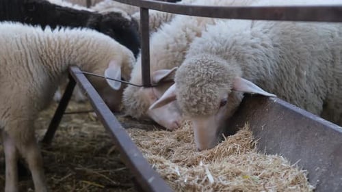 Sheep