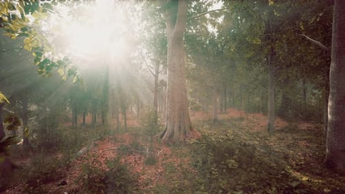 Forest Trees Nature Green Wood Sunlight View