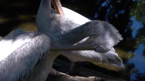 Close up slow motion view of Pelican cleaning its feathers outdoor