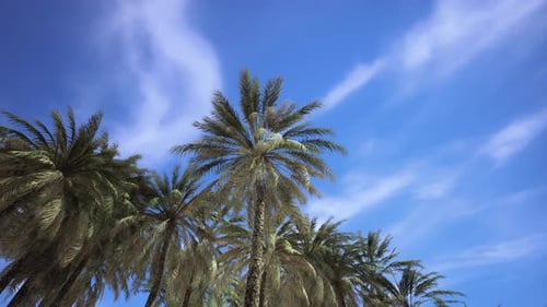 Animated Palm Trees Swaying Under a Clear Blue Sky