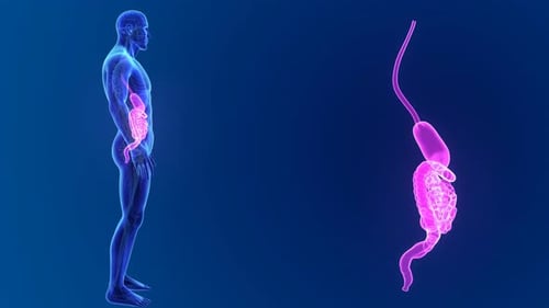3D Animation of Human Digestive System and Gastrointestinal Tract