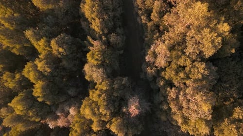 Aerial View Of Woods In The Mountain Hike Of Lago das Encrobas In A Coruna, Spain.
