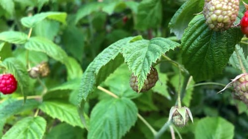Close up dolly shot. Raspberry bush in the garden with ripening berries on a sunny day
