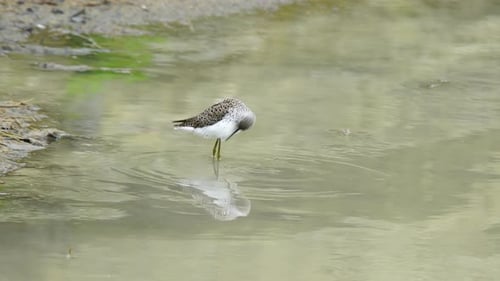 Common Greenshank