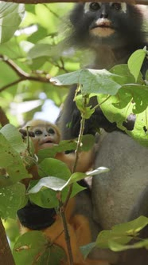 Singes à feuilles sombres en Malaisie à la verticale