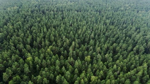 Endless Pine Forest Canopy Aerial View, Pristine Wilderness in Latvia Green Belt