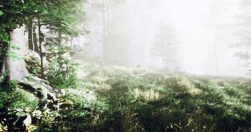 Misty Forest Landscape Revealing Hidden Wonders and Tranquil Beauty