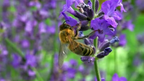 Wild Bee Pollinating Flowers On A Bright Beautiful Day - macro shot
