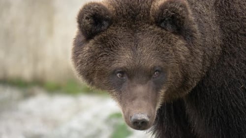Close up shot of Eurasian brown bear with wet fur