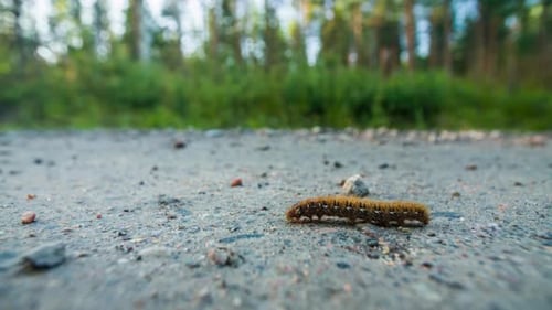 Lagarta processionária de carvalho (Thaumetopoea Processionea)