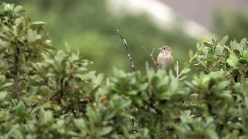A House Sparrow perches on a branch and flies away - Passer domesticus