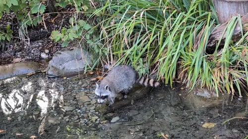 Raccoon jumping across the rocks on the river