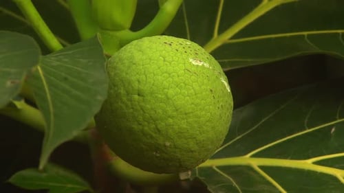 Brotfrucht (Artocarpus altilis) ist eine blühende Baumart aus der Familie der Maulbeer- und Jackfruchtgewächse
