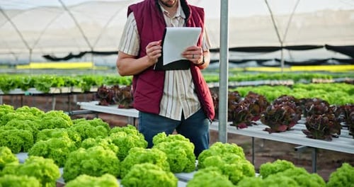 Men Inspecting Lettuce in Greenhouse