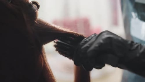 Hairdresser styling long brown hair with round brush