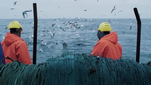 Fishermen on Boat Tending Nets Surrounded by Seagulls