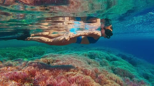 Woman Swims Underwater in the Tropical Sea and Slowly Moves Over the Vivid and Pink Coral Reef with