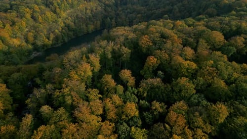 Lush autumn forest canopy with green and golden trees in aerial view over a peaceful river