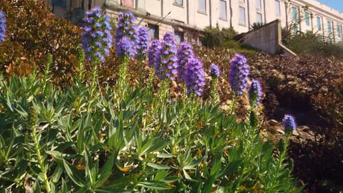 Gimbal shot booming up from purple flowers to the main cellblock on Alcatraz Island in the San Franc