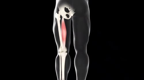 Semitendinosus Muscle Movement Back View