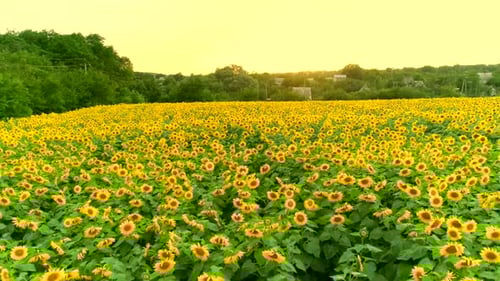Aerial View of Sunflower Field