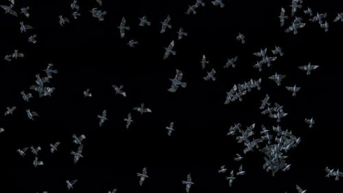 Realistic Flock of Flying Birds Seamless Loop