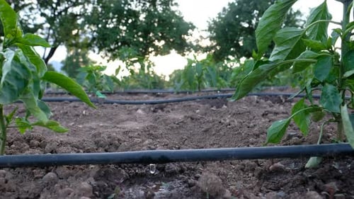 A hose and a plant