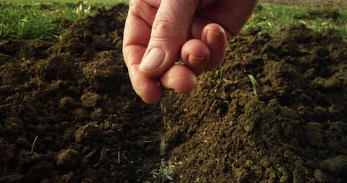 Cinematic Close Up Shot of Mature Farmer Hands Gently Spreading Seeds in Soil Full of Green Fer