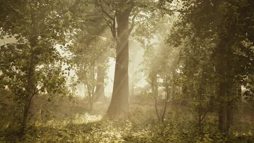 Rays of Sunlight in a Misty Forest in Autumn Create a Magical Mood