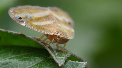 Vampire Butterfly