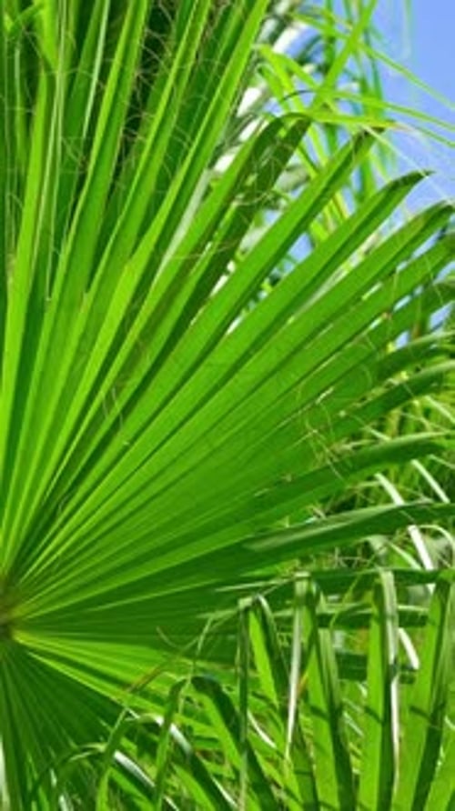 Tropical Palm Trees in a Blue Sky