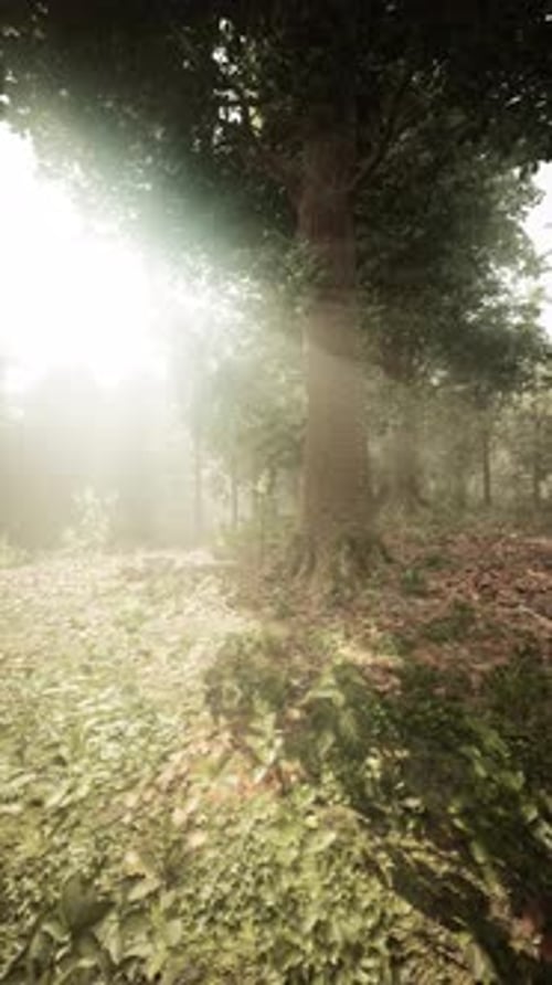 Sunlight Filtering Through Trees in a Serene Forest at Dawn