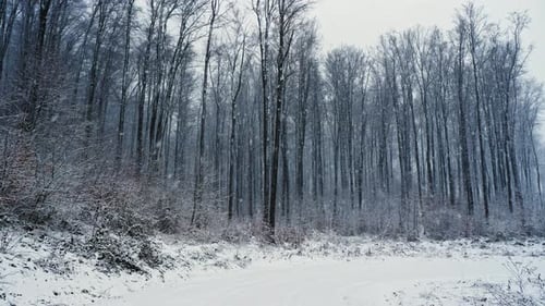 Camera Movement on the Snowy Road in the Forest It's Snowing