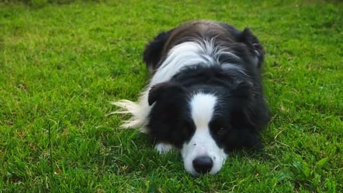 Dog Walking Pet Activity Cute Dog Border Collie Lying Down on Grass in Park Puppy Dog with Funny