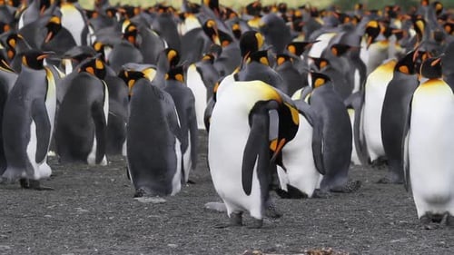 KIng penguin Colony with chicks