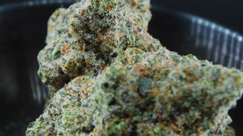 Macro Purple Green Dried Marijuana Buds Close Up concept Shot, pile of dried marijuana plants, orang