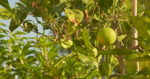 Sunny day at an orange plantation in Spain.