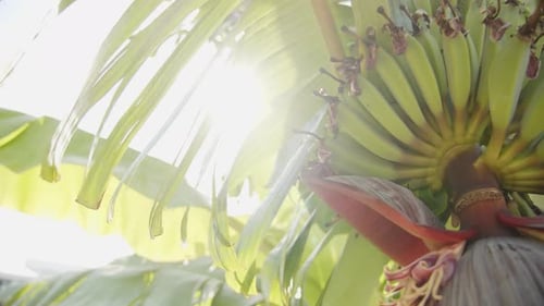 Clusters of Green Bananas Growing on a Tree