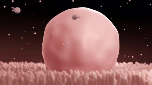 3D Animation of Sperm Cells Approaching a Human Ovum