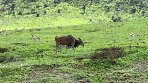 Flussland (Taurotragus oryx) wandert im Ngorongoro-Krater. Tansania.