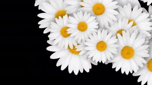 Flowering Daisy Frame Reveal Transition