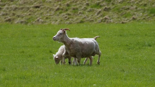 Two Young Baby White Lamb Icelandic Sheep and a Mother Standing on Green Grass