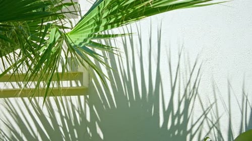 Shadow From Tropical Palm Trees on the Wall