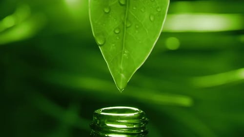 Herbal Essence Extract in Macro Organic Serum Drop Falling Down From a Fresh Leaf to the Bottle