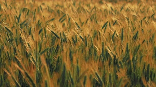 Close up slow-motion shoot of a beautiful yellow wheat plant moving with a wind at golden sunset.