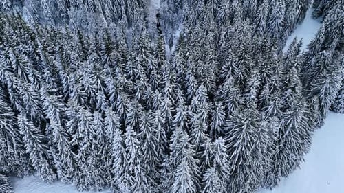 Breath-taking pine tree woods covered with snow. Beautiful winter nature backdrop from drone.