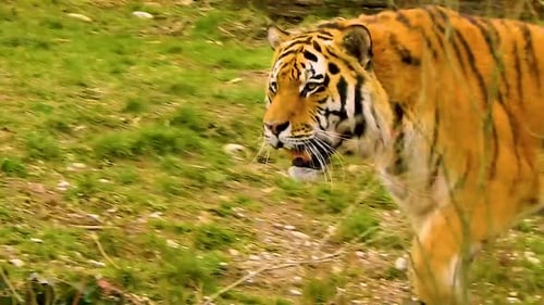 Imagen media de un majestuoso tigre paseando