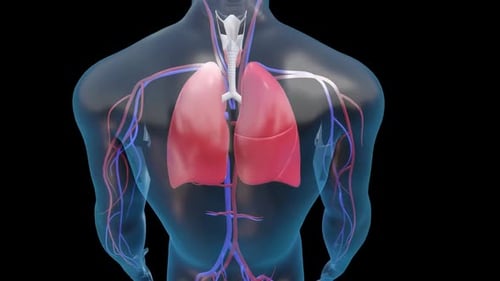 Animated 3D Human Respiratory and Circulatory Systems Rotation
